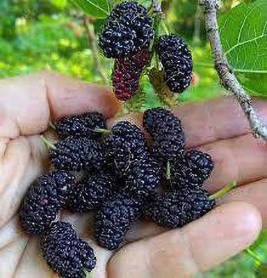 Oliver mulberry(shahatoot) fruit seeds Seed(203 per packet)