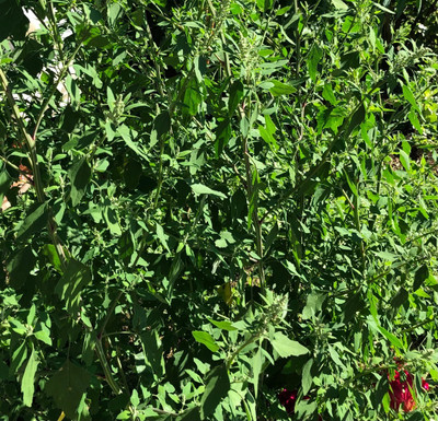 RISTO Bathua Saag/Chenopodium Seed(220 per packet)