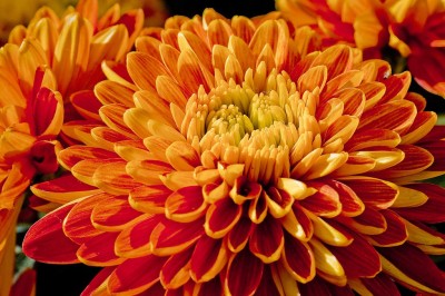 Liance Orange-Mum-Beautiful-Flower(Chrysanthemum) Seed(500 per packet)