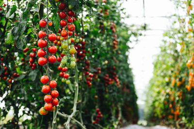 ibainsd tomato Seed(115 per packet)