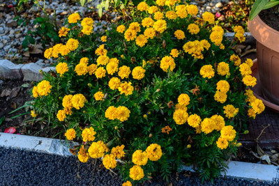 API marigold/gende ka phool flower seeds Seed(75 per packet)