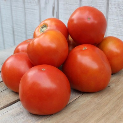 VRAKSHA Tomato Saybrook Seed(1000 per packet)