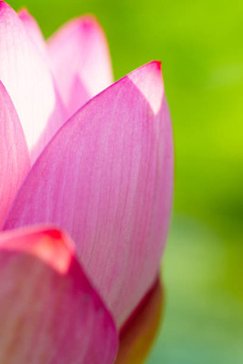 surmul lotus,kamal gatta Seed(14 per packet)