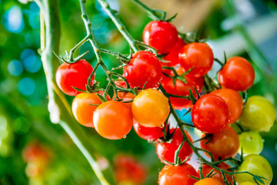 greenglory tomato Seed(65 per packet)
