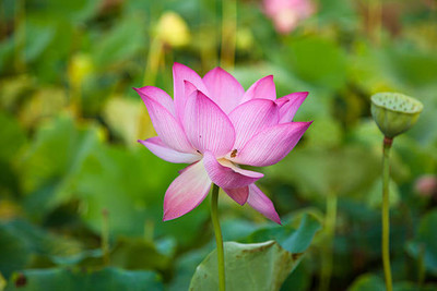 TORPPEZA lotus,kamal gatta Seed(10 per packet)
