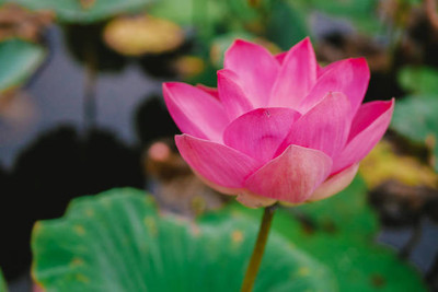 FRESHO LOTUS,KAMAL SEEDS Seed(20 per packet)