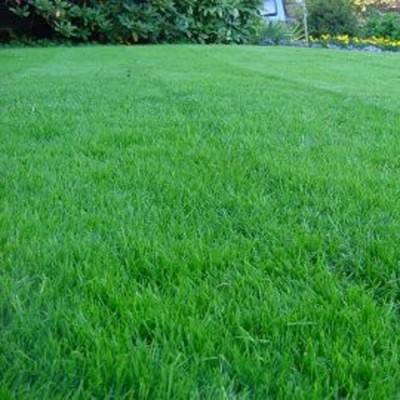 SeeGreen Maxican Carpet Grass Seeds, Barmuda Grass Seeds, lawn Grass_25 Seed(10024 per packet)