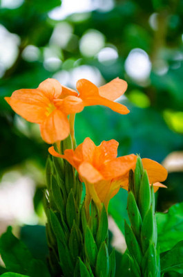 SREE kanakambaram-firecracker-crossandra Seed(42 per packet)