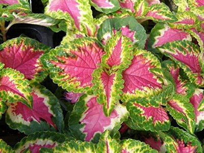 Aywal Coleus Rainbow Mixed Variety Quality Seed(60 per packet)