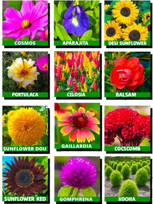 abiswas 10 Varieties Flower Seeds For Summer Season Seed(1450 per packet)