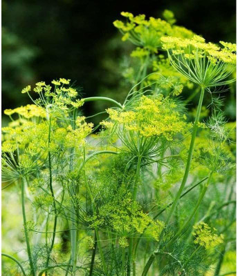 CYBEXIS VVI-55 - Dill Teddy (Yellow) - (2250 Seeds) Seed(2250 per packet)