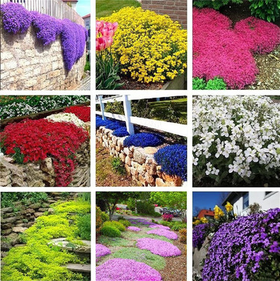CYBEXIS LX-30 - Mix Creeping Thyme - (1350 Seeds) Seed(1350 per packet)