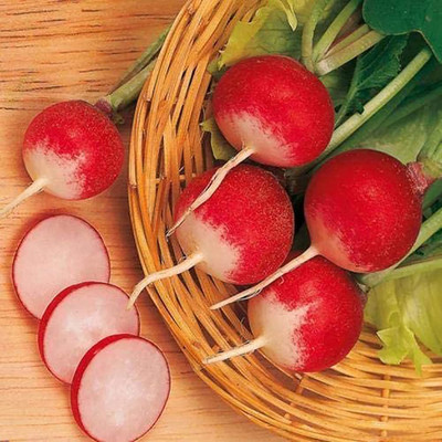 CYBEXIS Fast Germination Radish Seeds600 Seeds Seed(600 per packet)