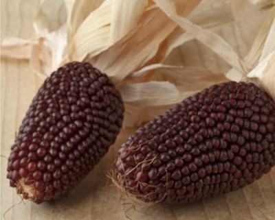 Qualtivate PUAS-664 Strawberry Popcorn Seed Seed(500 per packet)