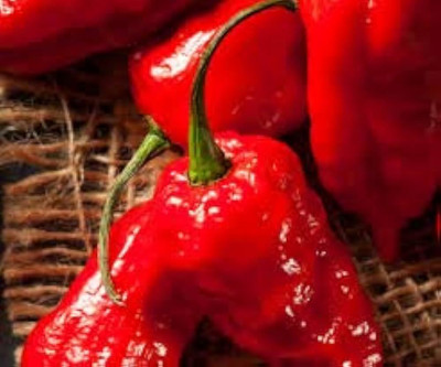ibains Kashmiri chilli seed Seed(205 per packet)