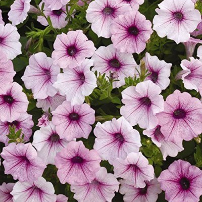 VibeX PUAS-77 - Shock Wave Pink Vein Petunia - (60 Seeds) Seed(60 per packet)