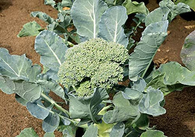 WILLVINE MAH -XII Hari Gobi Beej - Open Pollinated Broccoli Calabrese [25g] Seed(7500 per packet)