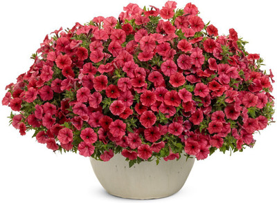 Quentova Red Scarlet Petunia-AHS-8A Seed(100 per packet)