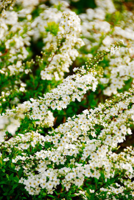 salven gypsophila flower Seed(200 per packet)