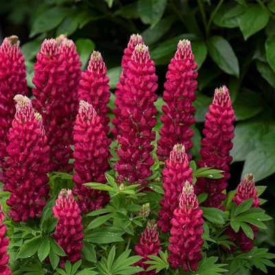 AMAJIT Lupin flower seeds lupin lupine,Bluebonnets Seed(47 per packet)