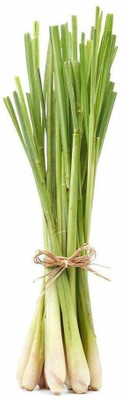 CYBEXIS ATS-16 - LEMONGRASS /Malabar Grass - (750 Seeds) Seed(750 per packet)