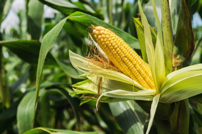 WILLVINE KGF -VIII Hybrid Navin Corn -[1Kg] Seed(4000 per packet)