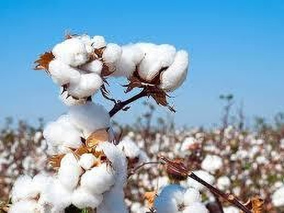 BDSresolve Cotton seeds hybrid pack of 15 Seed(15 per packet)