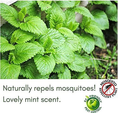 VibeX ® XLR-154 Peppermint Mint Herb Seeds Seed(200 per packet)