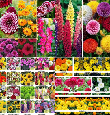ibains Mix combo flower seeds biij 203 Seed(203 per packet)