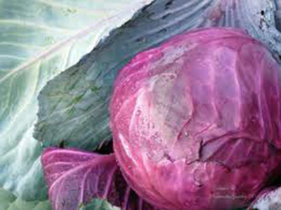 WILLVINE PUSA -II Cabbage Seed, Red Acre, Heirloom [5g] Seed(1500 per packet)