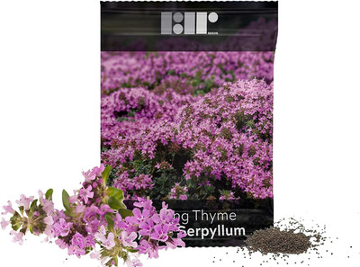 CYBEXIS ATS-33 - Creeping Thyme-Thymus Serpyllum - (1350 Seeds) Seed(1350 per packet)