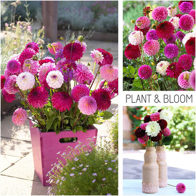 CYBEXIS Dahlia Flower Mix from Holland - Easy to Grow Seed(50 per packet)