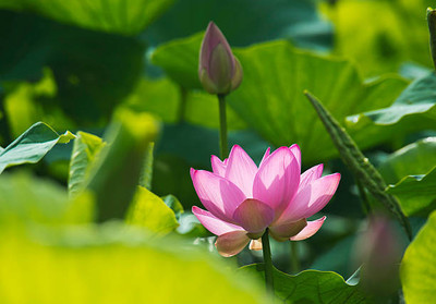 Arlo Lotus Seed(10 per packet)