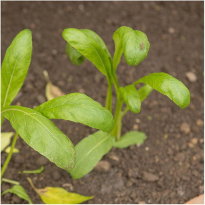 WILLVINE GBPUT -XIII Mibuna Chinese Cabbage Seeds [1g] Seed(300 per packet)