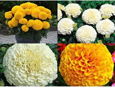 NooElec Seeds India Marigold African and Marigold White Flower Seeds Combo - 100 Seed(100 per packet)