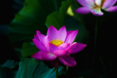 Starlink lotus,kamal gatta Seed(14 per packet)