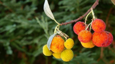 MAA LITCHI,LICHEE,LYCHEE Seed(11 per packet)