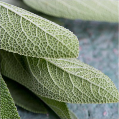 VibeX XLR-91 - Broad Leaved Sage(Salvia officinalis) - (1350 Seeds) Seed(1350 per packet)