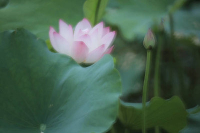 MAA lotus,kamal seeds Seed(5 per packet)