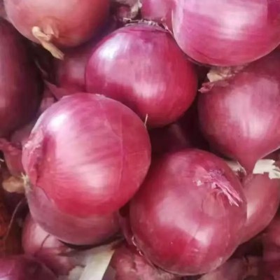 WATIKA Nasik Onion Seed(500 per packet)