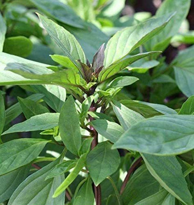 CYBEXIS XLL-52 - Thai Siam Queen Basil - (4500 Seeds) Seed(4500 per packet)