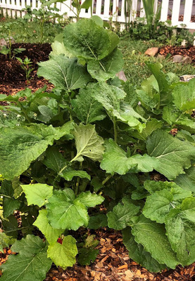 WILLVINE VMR -IX Broccoli Raab Spring Rapini Broccolini [2.5g] Seed(750 per packet)