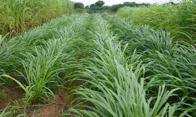 the green dotcom Sudan Grass For Goat, Grass Seeds For Goat Seed(2050 per packet)