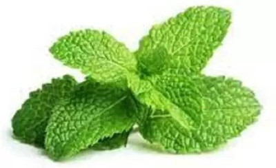 MAA Mint, Pudina, Mentha Seed(20 per packet)