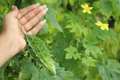 XOLDAA F1 BEST QUALITY BITTER GOURD SEEDS Seed(10 per packet)