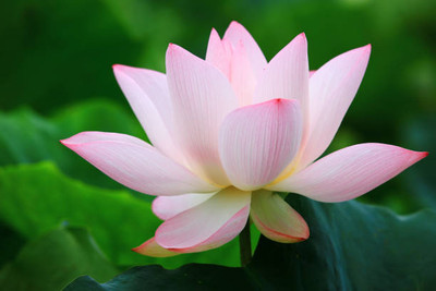 DORVIK lotus,kamal gatta Seed(15 per packet)