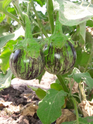 LPR brinjal Seed(10 per packet)