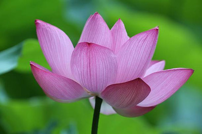 MSD lotus,kamal gatta Seed(14 per packet)