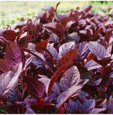 Aywal Red(Amaranthus) Lal Saag Cheera Hybrid Spinach Seed(220 per packet)