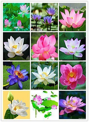 CRGO LOTUS , KAMAL Seed(15 per packet)